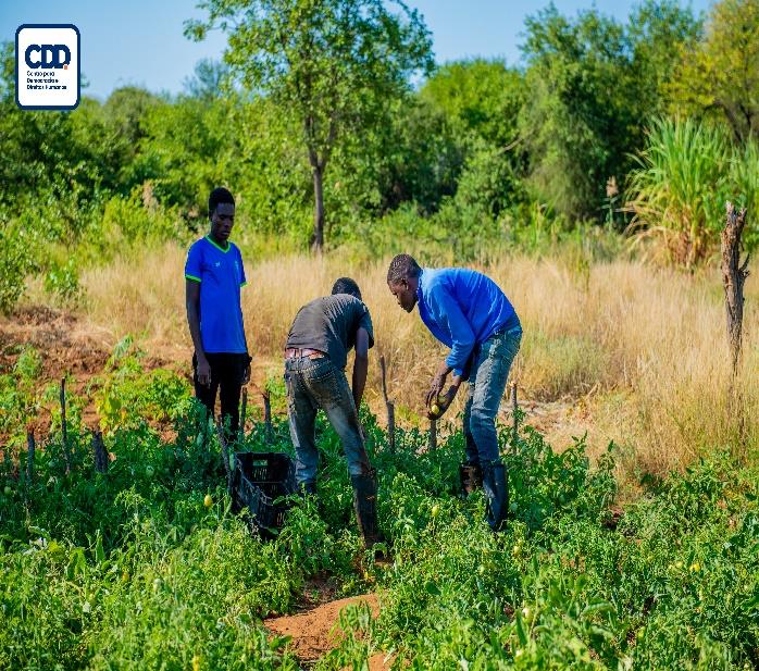 Cooperativa Agrícola Jovens Visionários