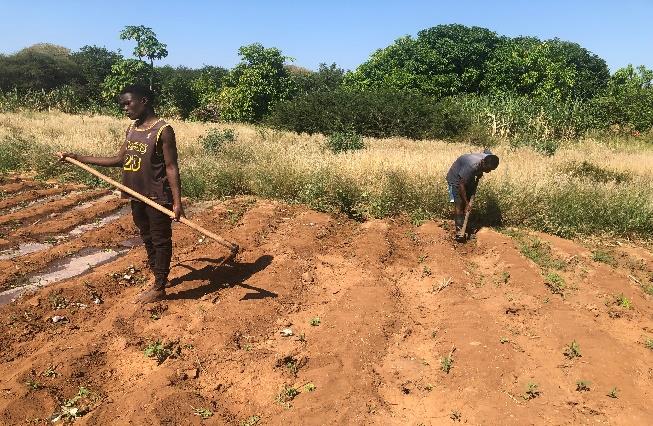 Cooperativa Agrícola Jovens Visionários